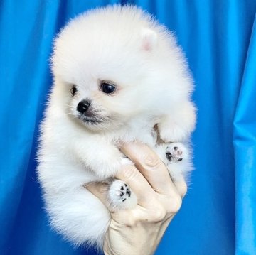 ポメラニアン【宮城県・男の子・2025年9月15日・ホワイト】の写真「チャンピオン犬の息子。両親輸入犬ライン。」