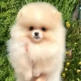 ポメラニアン【宮城県・女の子・2025年3月18日・クリーム】の写真1