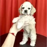 アメリカンコッカースパニエル