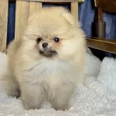 ポメラニアン