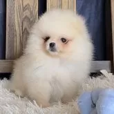 ポメラニアン