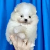 ポメラニアン【宮城県・男の子・2025年10月23日・バタークリーム】の写真3