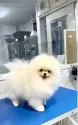 ポメラニアン【宮城県・女の子・2025年3月28日・クリーム】の写真3