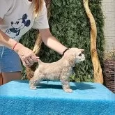 アメリカンコッカースパニエル【宮城県・男の子・2025年6月27日・バフ】の写真3