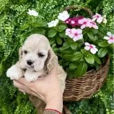 アメリカンコッカースパニエル【宮城県・男の子・2025年6月27日・バフ】の写真4