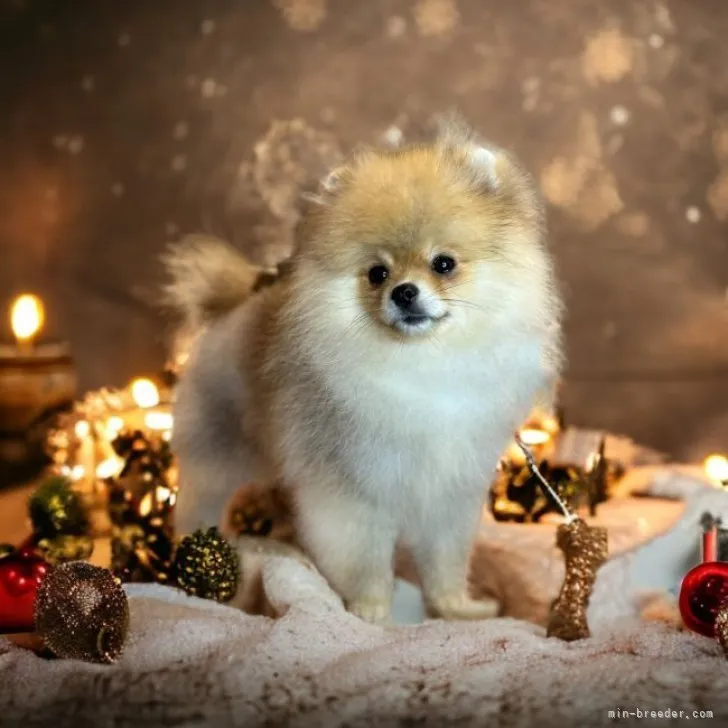 ID:2306-06181の子犬