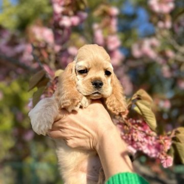 アメリカンコッカースパニエル【宮城県・男の子・2023年2月27日・バフ】の写真「イケメンくん✨」