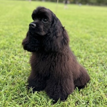 アメリカンコッカースパニエル【宮城県・男の子・2023年2月27日・ブラック】の写真「父親犬が10カ国チャンピオン(アメリカ含む🇺🇸)」