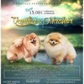 ポメラニアン【宮城県・男の子・2021年9月15日・オレンジ】の写真3