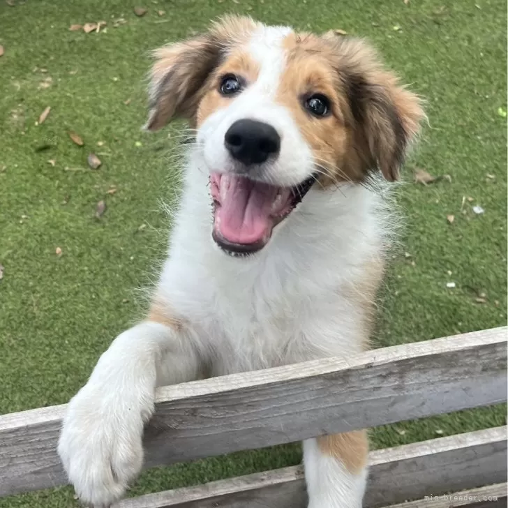 ID：2507-01087の子犬