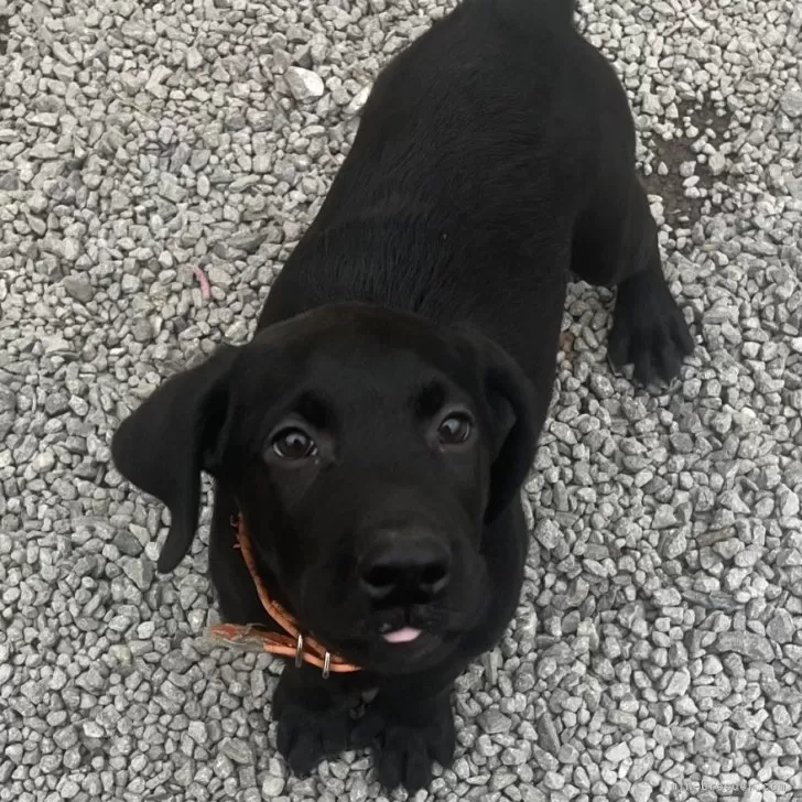 ID:2412-05992の子犬