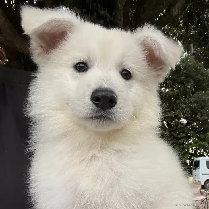 ID:2502-06072の子犬