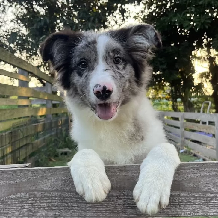 ID：2506-00876の子犬