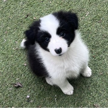 ボーダーコリー【福岡県・女の子・2025年9月25日・ブラック&ホワイト】の写真「フルカラーフルブレーズな女の子」