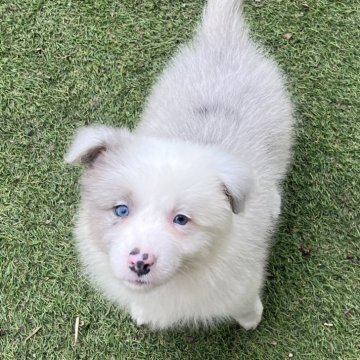 ボーダーコリー【福岡県・女の子・2025年9月25日・スレートマール】の写真「ハーフフェイスの女の子」