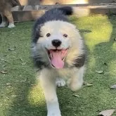 ボーダーコリー