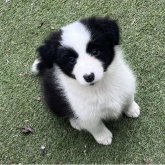 ボーダーコリー