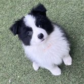 ボーダーコリー