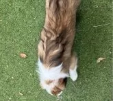 ボーダーコリー【福岡県・男の子・2025年6月10日・セーブル&ホワイト】の写真4