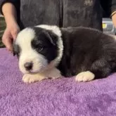 ボーダーコリー【福岡県・男の子・2025年12月23日・ブラック&ホワイト】の写真5