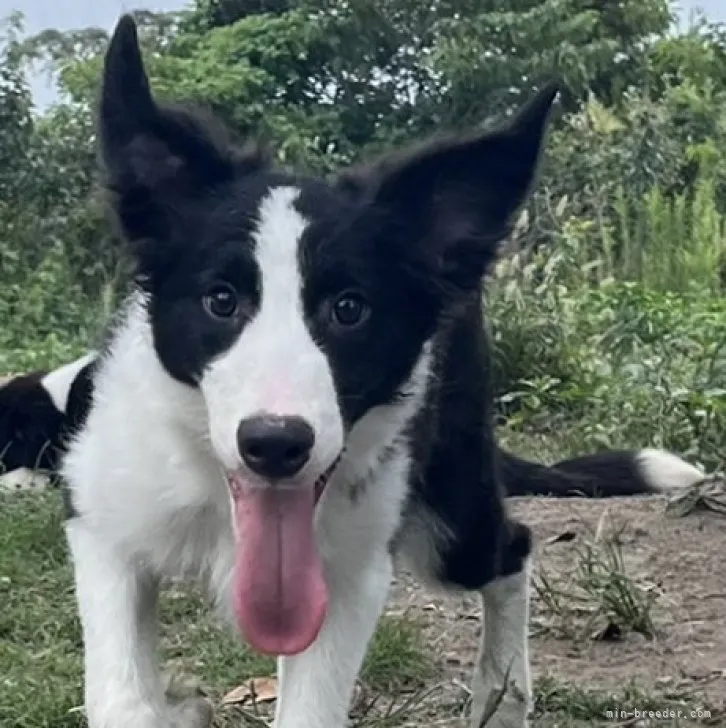 ID：2309-04682の子犬