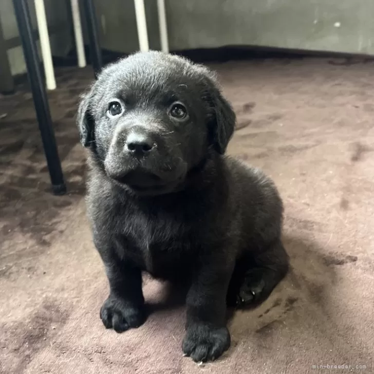 ID：2406-02324の子犬