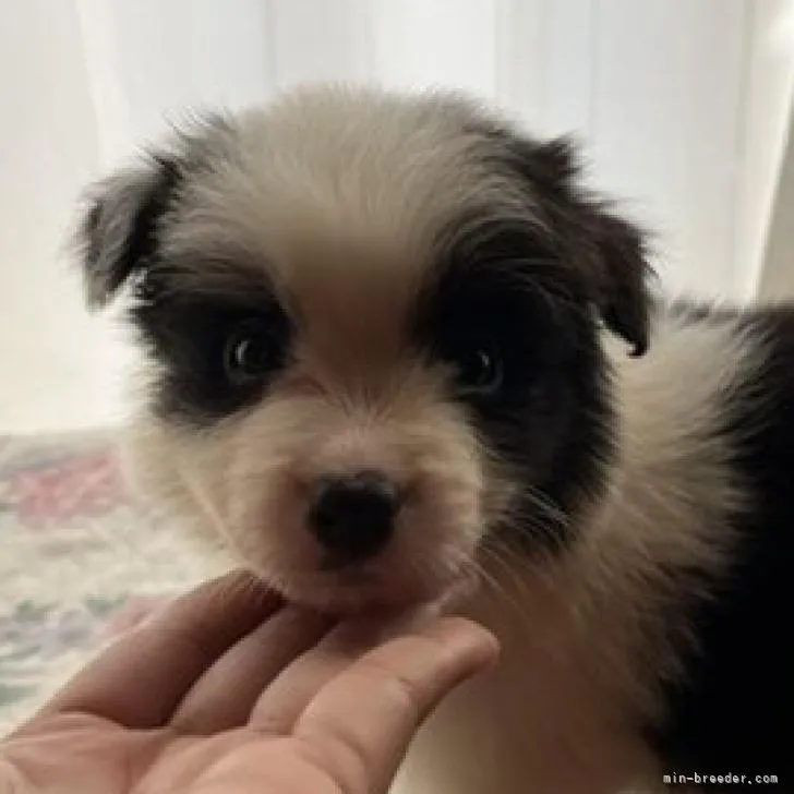 ID：2211-01716の子犬