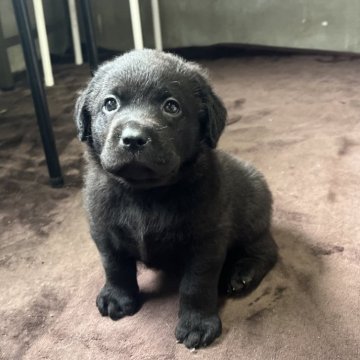 ラブラドールレトリバー【福岡県・女の子・2024年5月10日・ブラック】の写真「ヤンチャな女の子オレンジちゃん」