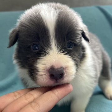 ボーダーコリー【福岡県・男の子・2024年7月29日・ブルー&ホワイト】の写真「可愛いブルーの長男坊」