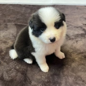 ボーダーコリー【福岡県・女の子・2024年8月11日・ブラック&ホワイト】の写真「可愛いお顔の女の子」