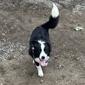 ボーダーコリー【福岡県・男の子・2023年6月20日・ブラック&ホワイト】の写真「ちょっと小柄な男の子」
