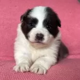 ボーダーコリー【福岡県・女の子・2024年10月4日・ブルー&ホワイト】の写真1