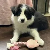 ボーダーコリー【福岡県・男の子・2022年10月6日・ブラック&ホワイト】の写真1