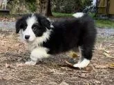 ボーダーコリー【福岡県・男の子・2022年10月6日・ブラック&ホワイト】の写真5