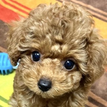トイプードル(タイニー)【大阪府・女の子・2024年4月19日・レッド】の写真「元気いっぱいの女の子おめめが大きくクリクリ」