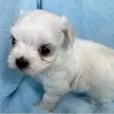 ミックス(マルチーズ×チワマル)【東京都・女の子・2023年5月27日・ホワイト&クリーム】の写真1「生後34日に撮影しました。」