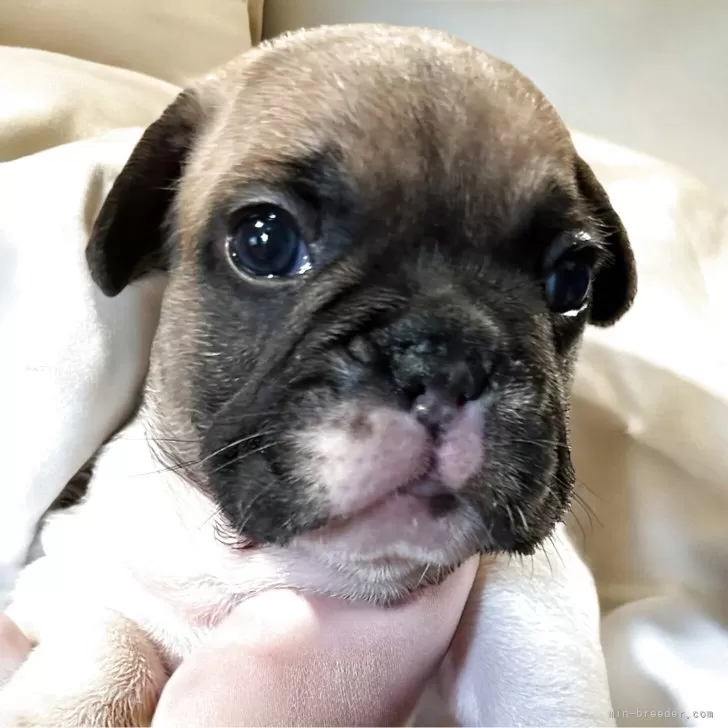 ID：2504-04478の子犬