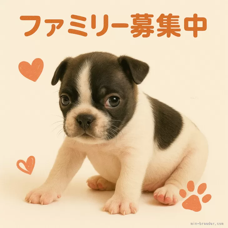 ID：2504-05451の子犬