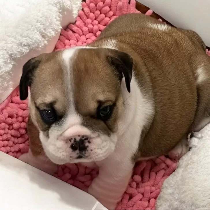 ID:2411-07930の子犬