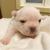 フレンチブルドッグ