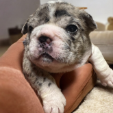 フレンチブルドッグ