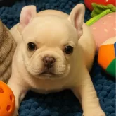 フレンチブルドッグ