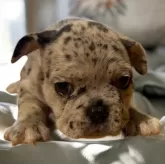 フレンチブルドッグ