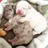 フレンチブルドッグ【沖縄県・女の子・2025年10月14日・ブルーマール】の写真2「2匹姉妹のレアカラーです♡」