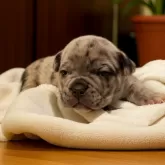 フレンチブルドッグ【沖縄県・女の子・2025年10月14日・ブルーマール】の写真2「開眼して可愛さアップです♡」