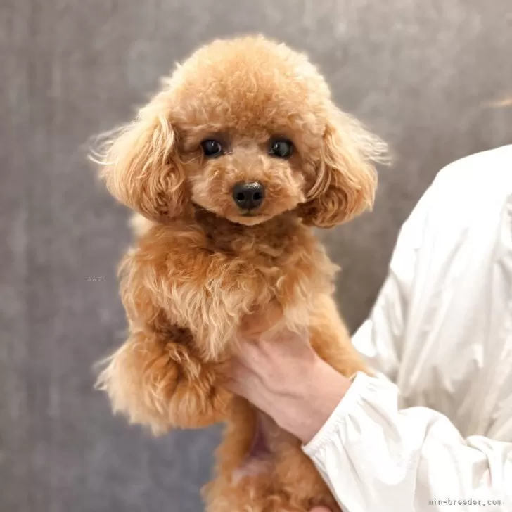 ID:2504-07095の子犬