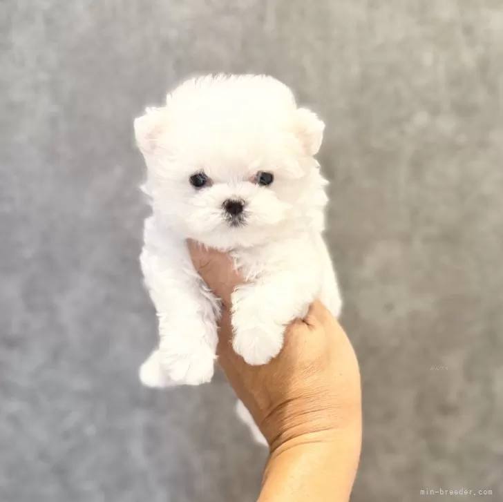 ID:2506-02850の子犬