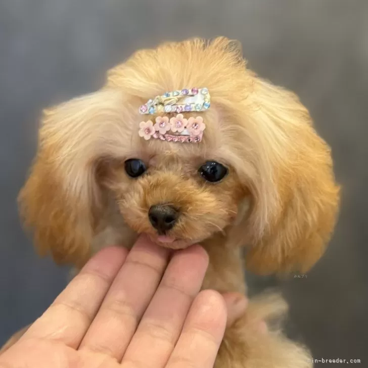 ティーカッププードル【埼玉県・女の子・2025年5月25日・アプリコット】の写真1