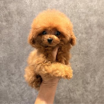 ティーカッププードル【埼玉県・女の子・2025年6月16日・レッド】の写真「最高に可愛いマイクロサイズの女の子☆」