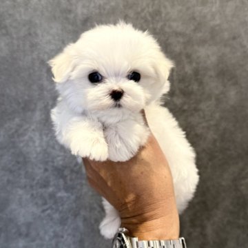 マルチーズ【埼玉県・男の子・2024年11月15日・ホワイト】の写真「大きなお目目が魅力的なバンサムボーイ☆」